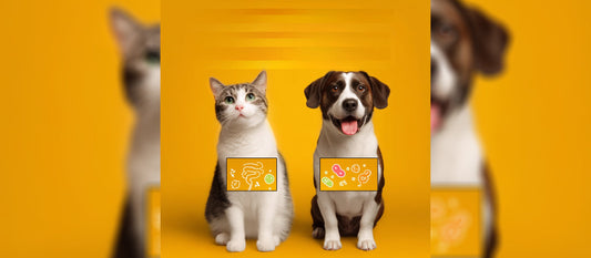 Микробиомът на кучето и котката – защо червата са новият „мозък“ на любимеца